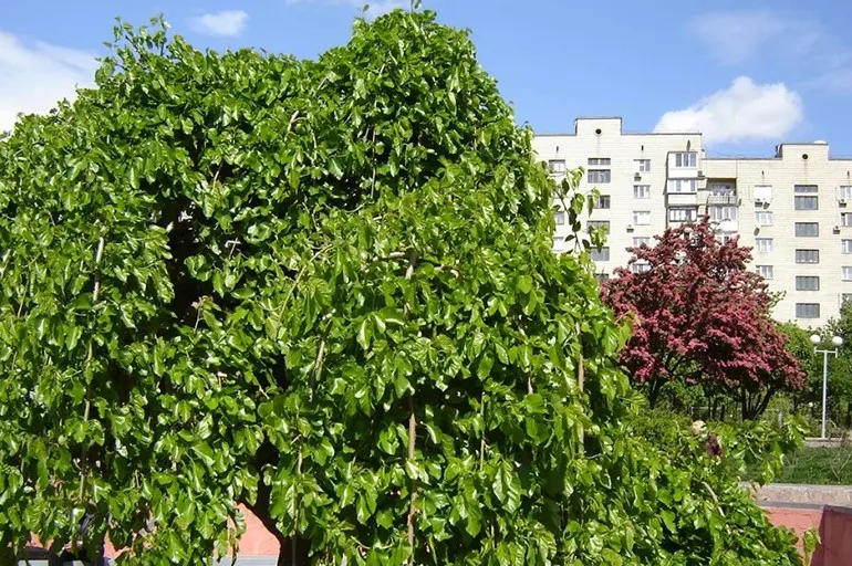 Изображениеновости